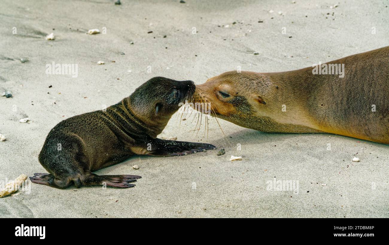 Mère et bébé otaries des Galapagos se saluent, îles Galápagos, Équateur Banque D'Images