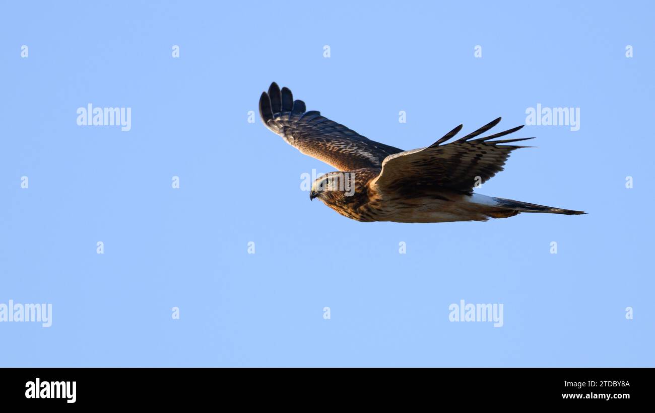 Northern Harrier Circus hudsonius en vol avec des ailes levées isolées contre le ciel bleu Banque D'Images