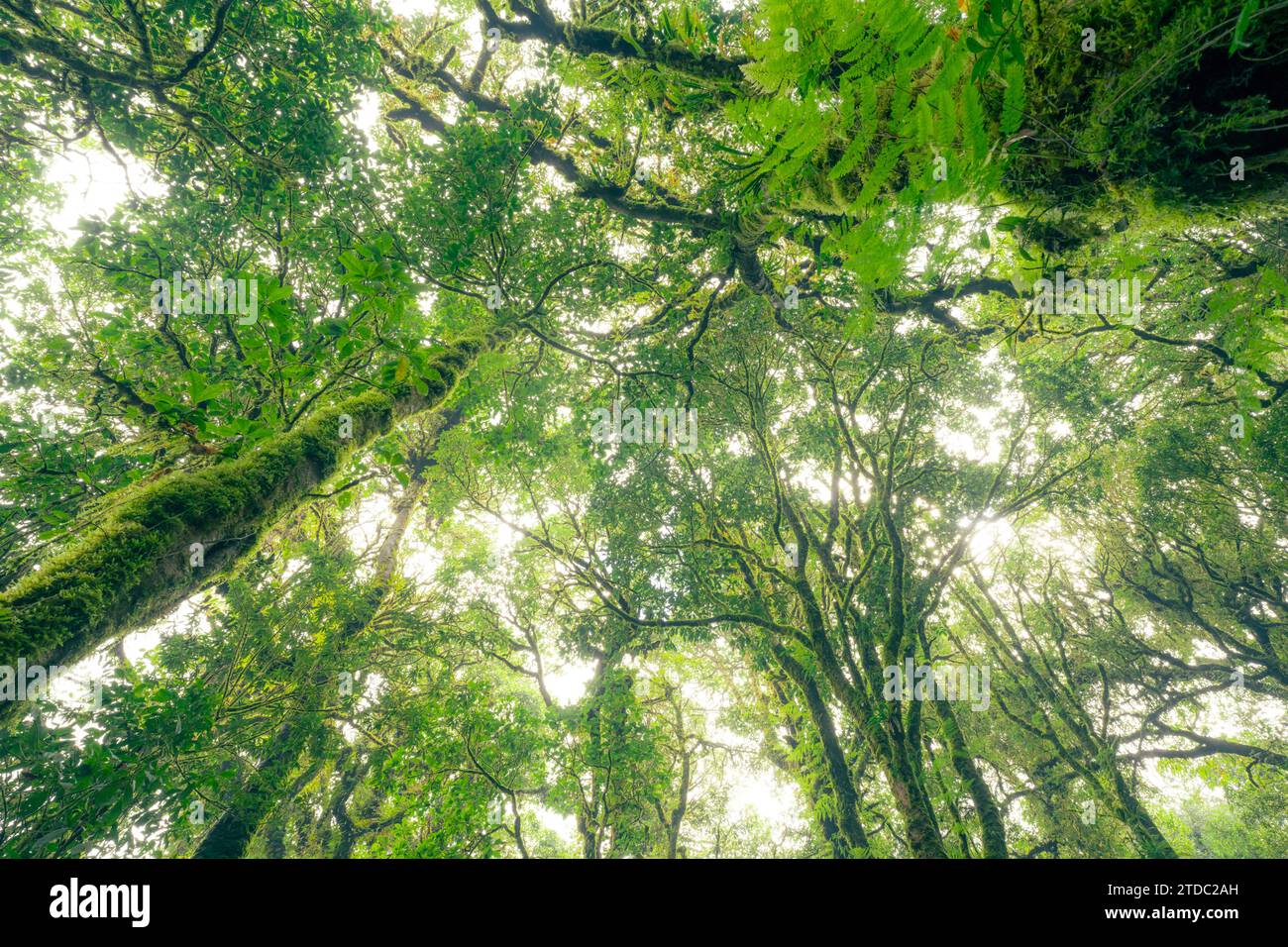 Forêt verte d'arbres avec la lumière du soleil à travers les feuilles vertes. Capture du carbone naturel et concept de crédit carbone. Gestion durable des forêts. Les arbres absorbent Banque D'Images