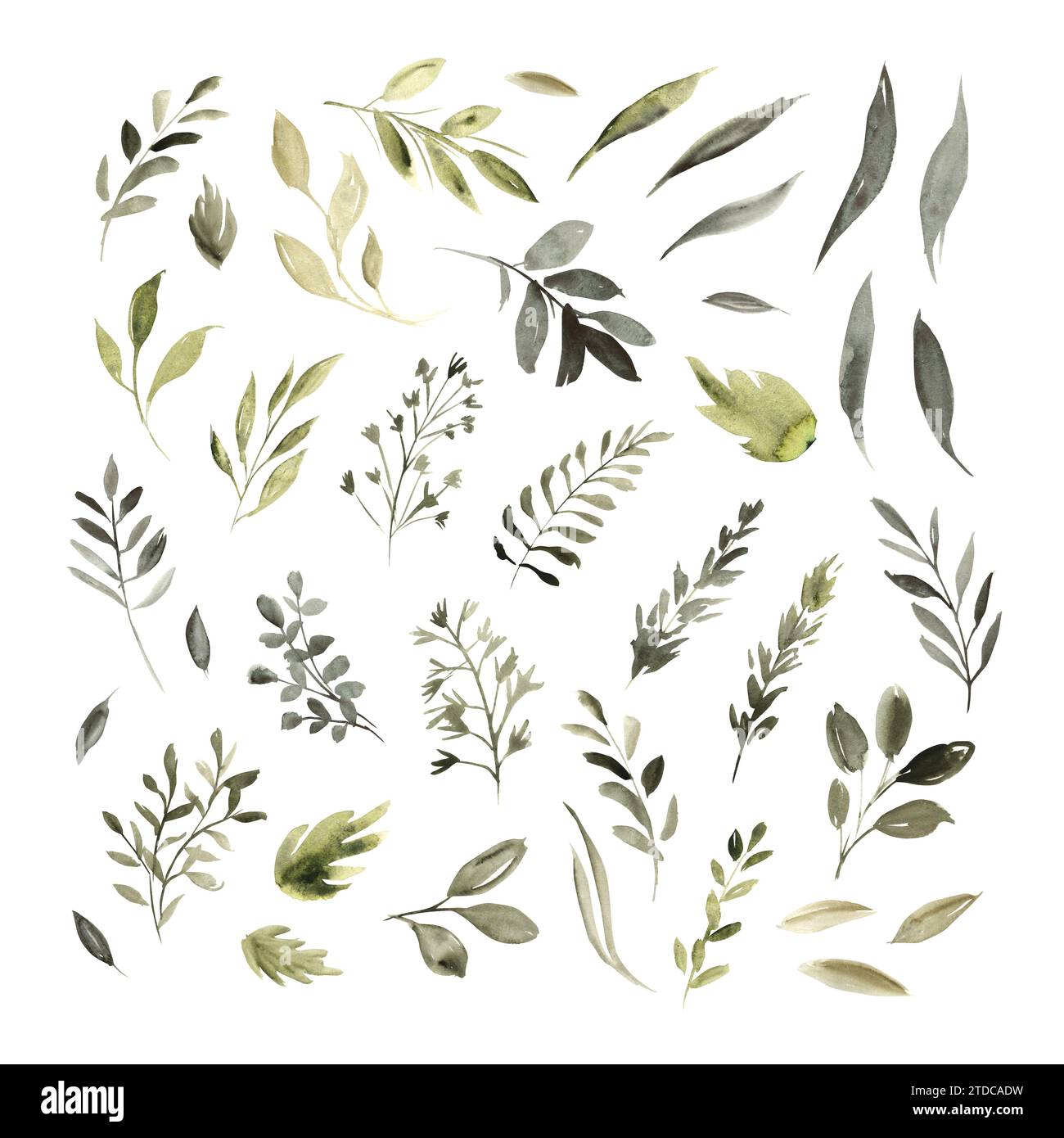 Ensemble botanique aquarelle de plantes et branches vertes. Illustration dessinée à la main du modèle botanique pour les cartes de voeux ou invitations de mariage, mère Banque D'Images Ensemble botanique aquarelle de plantes et branches vertes. Illustration dessinée à la main du modèle botanique pour les cartes de voeux ou invitations de mariage, mère Banque D'Images