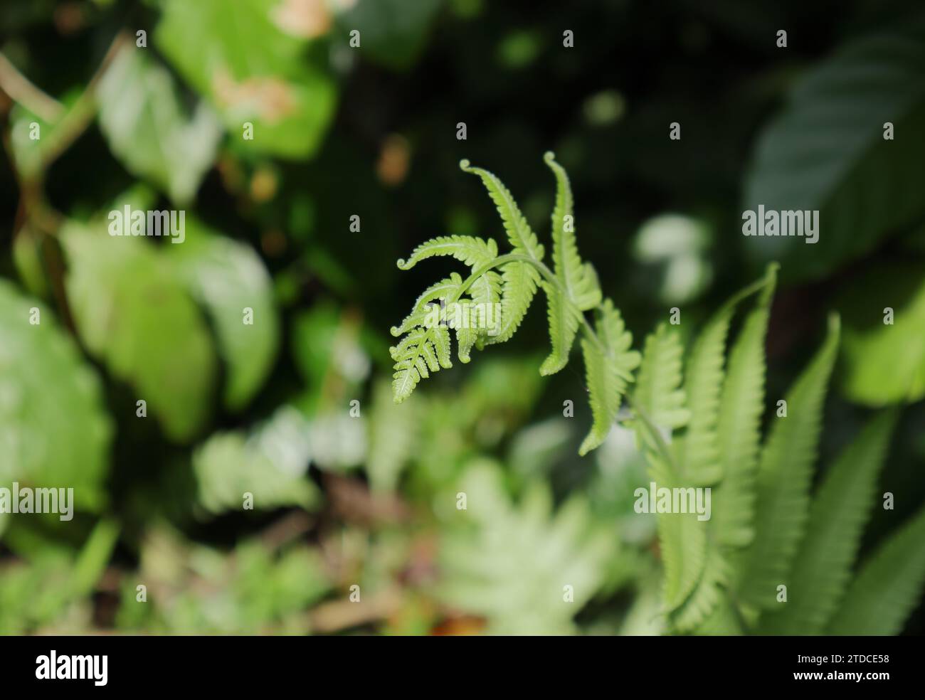 Une vue imprenable sur une jeune pointe de feuille de fougère qui se déploie en plein soleil Banque D'Images