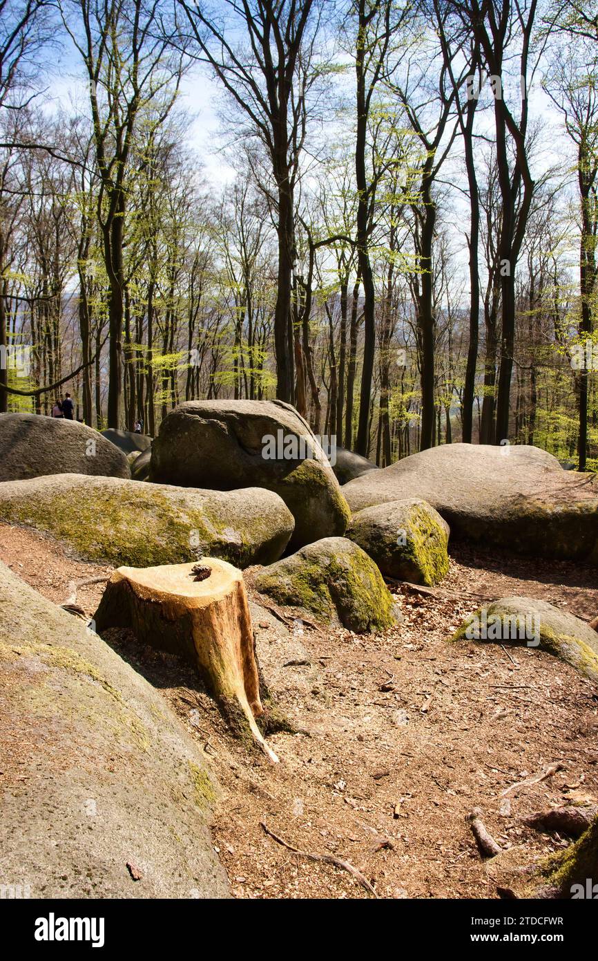 Lautertal, Allemagne - 24 avril 2021 : de grands arbres, de grands rochers et une souche d'arbre au sommet du felsenmeer un jour de printemps en Allemagne. Banque D'Images
