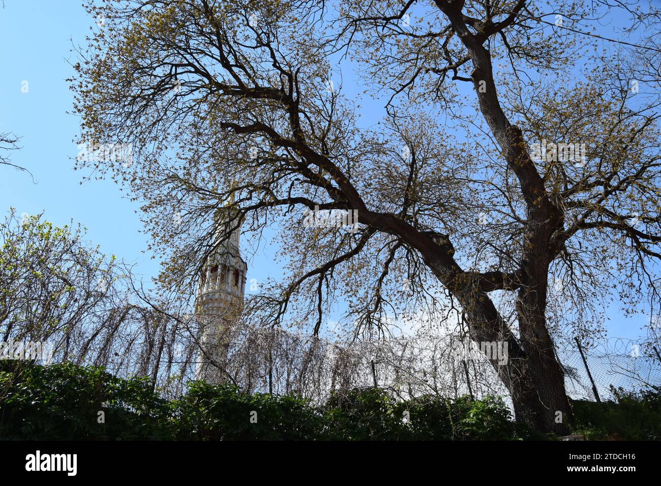 minaret derrière un arbre sans feuilles Banque D'Images