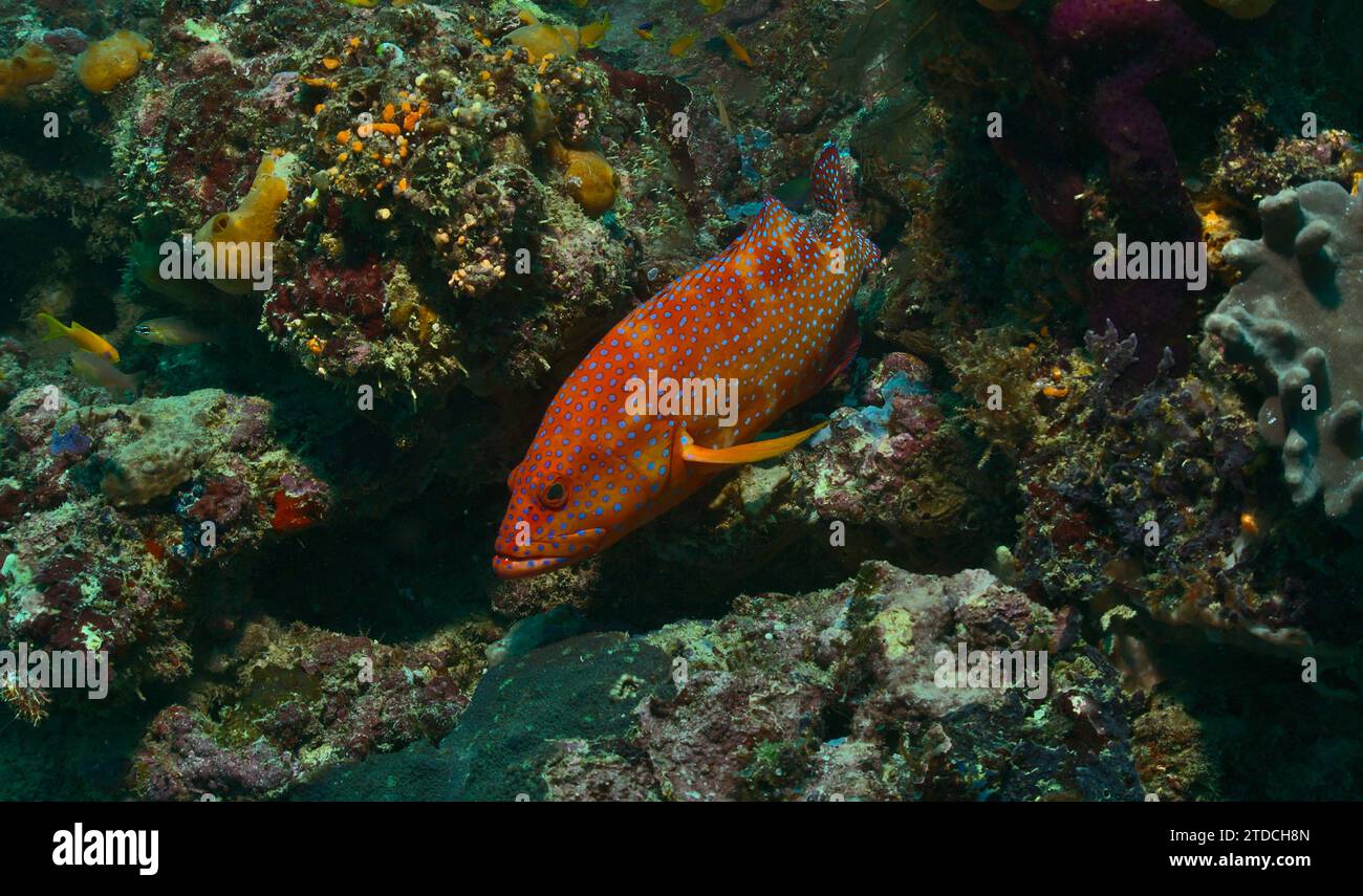 mérou de corail coloré nageant dans les récifs coralliens vibrants du parc marin de watamu, au kenya Banque D'Images