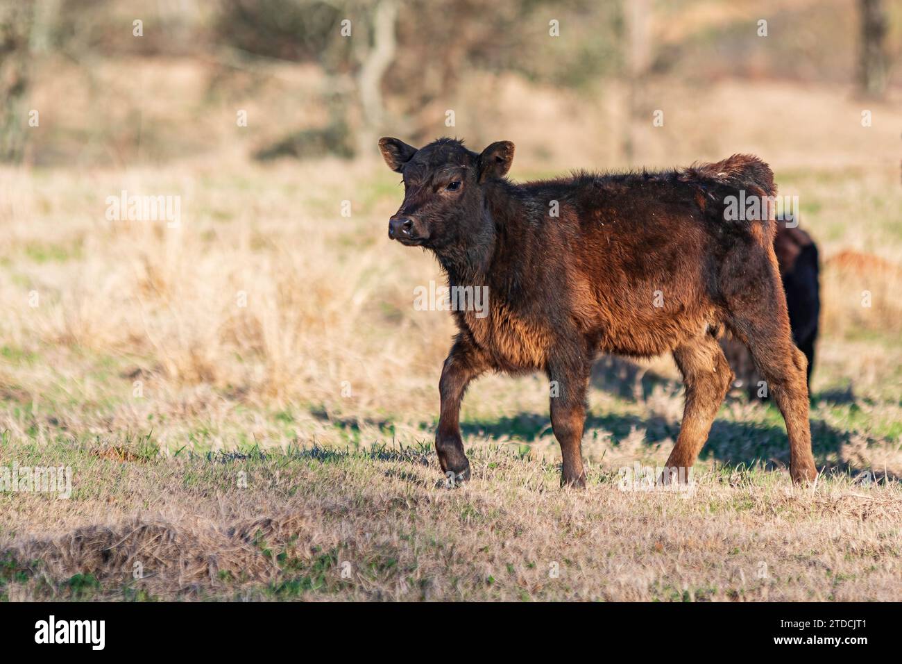 Adorable veau Angus marchant vers la gauche avec espace négatif dans un pâturage de janvier en Alabama. Banque D'Images