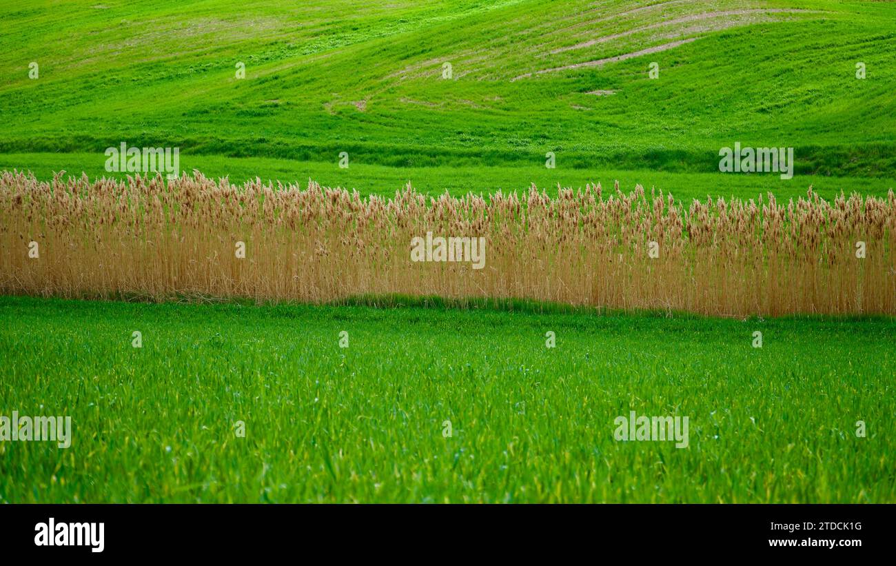 Harmonie des couleurs dans la nature. Champs verts, terre labourée et ciel bleu nuageux. Cultures vertes et vue du champ au printemps. Banque D'Images