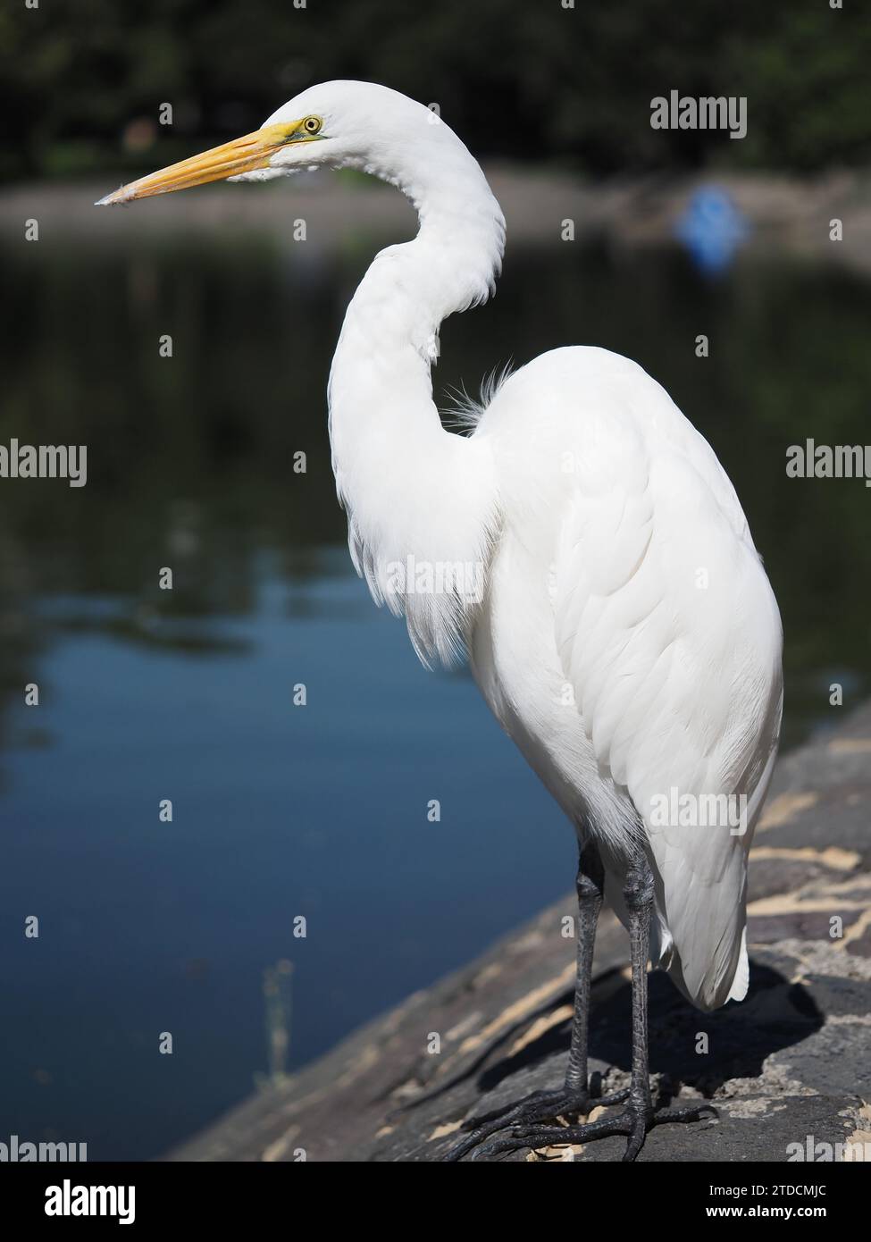 Grande aigrette (Ardea alba) - également connue sous le nom d'aigrette commune, grande aigrette, grande aigrette blanche, ou grand héron blanc - à Mexico, au Mexique Banque D'Images