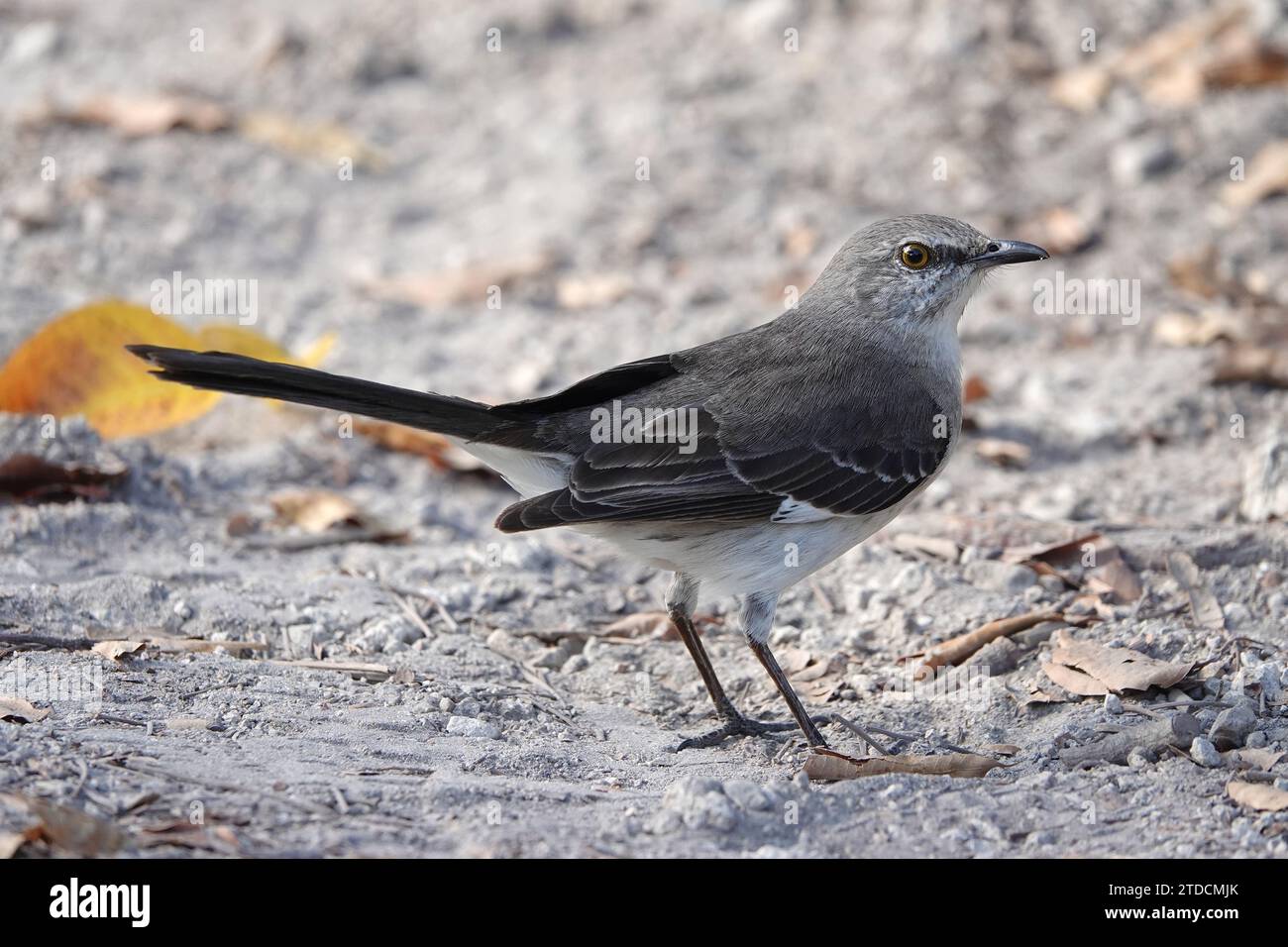 Oiseau d'État de Floride - oiseau moqueur du Nord (Mimus polyglottos) - en Floride, États-Unis Banque D'Images