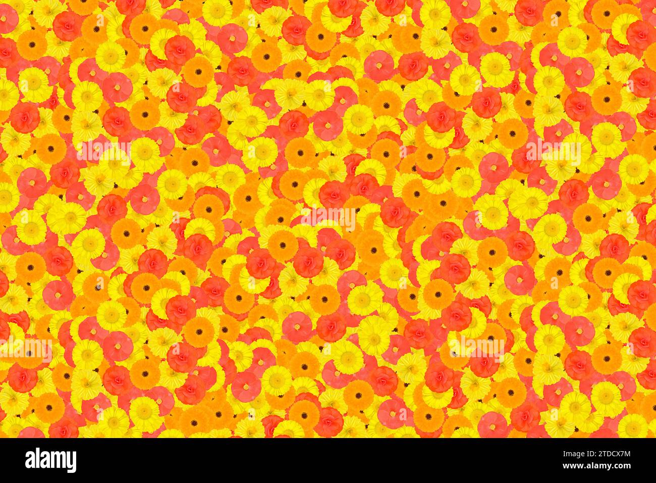 Fond avec six espèces de fleurs inconnues, jaune et orange Banque D'Images