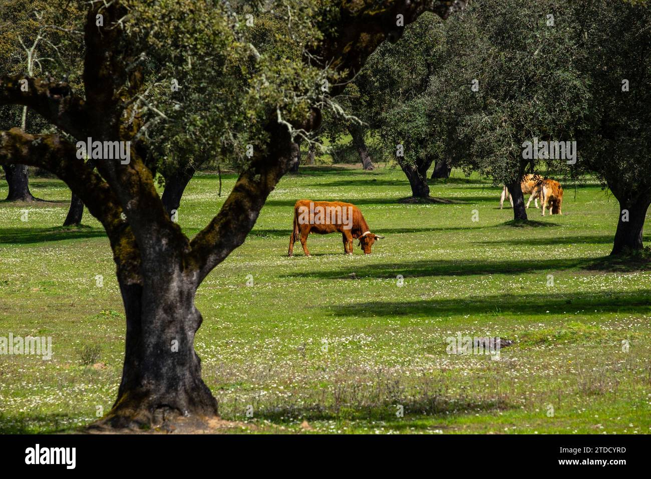 Ganado vacuno Pantico cerca de Evora, Alentejo, Portugal Banque D'Images