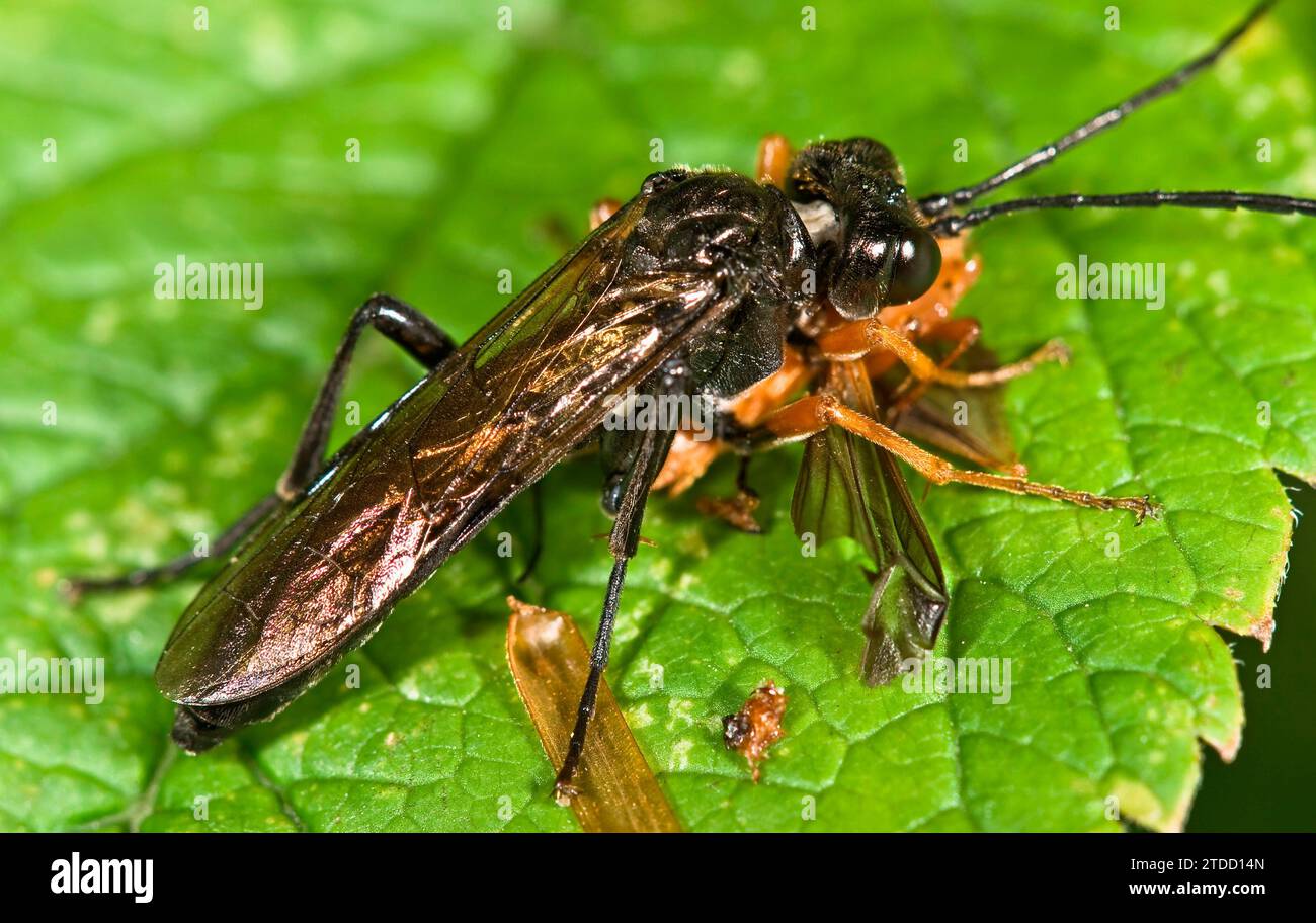 Photo macro de la mouche sciée (ordre Hymenoptera, Subborder Symphyta) et (Cantharis rustica) Banque D'Images