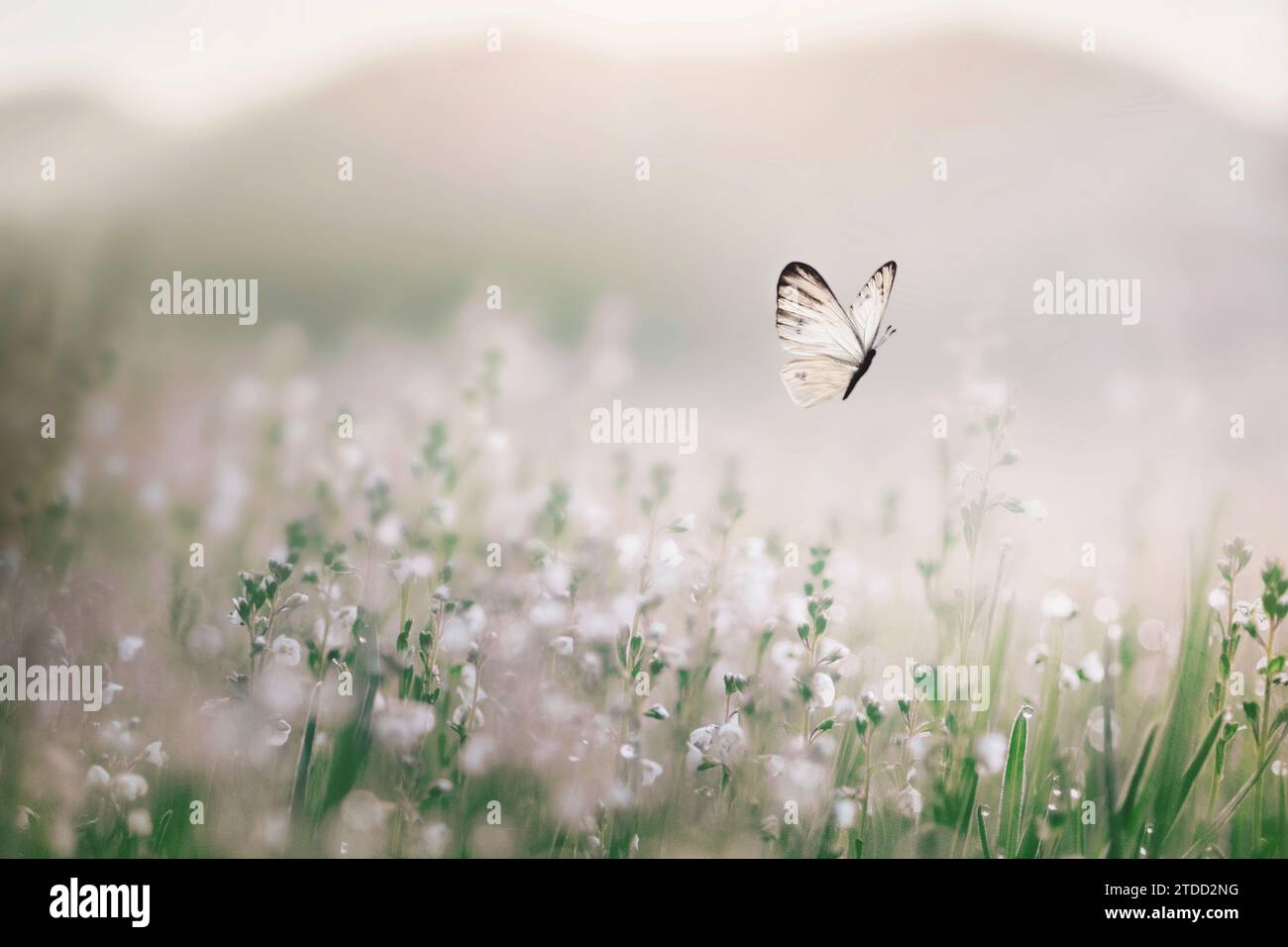 le papillon blanc vole librement au milieu d'une prairie fleurie Banque D'Images