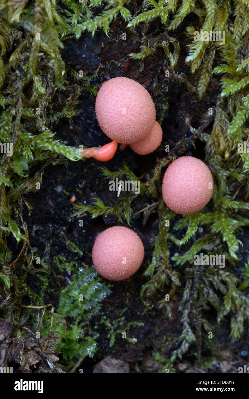 Pink Lycogala epidendrum Slime Mold ou Slime Mould connu sous le nom de Wolf's Milk ou Groening's Slime Growing with Moss on Rotting Tree Trunk Banque D'Images