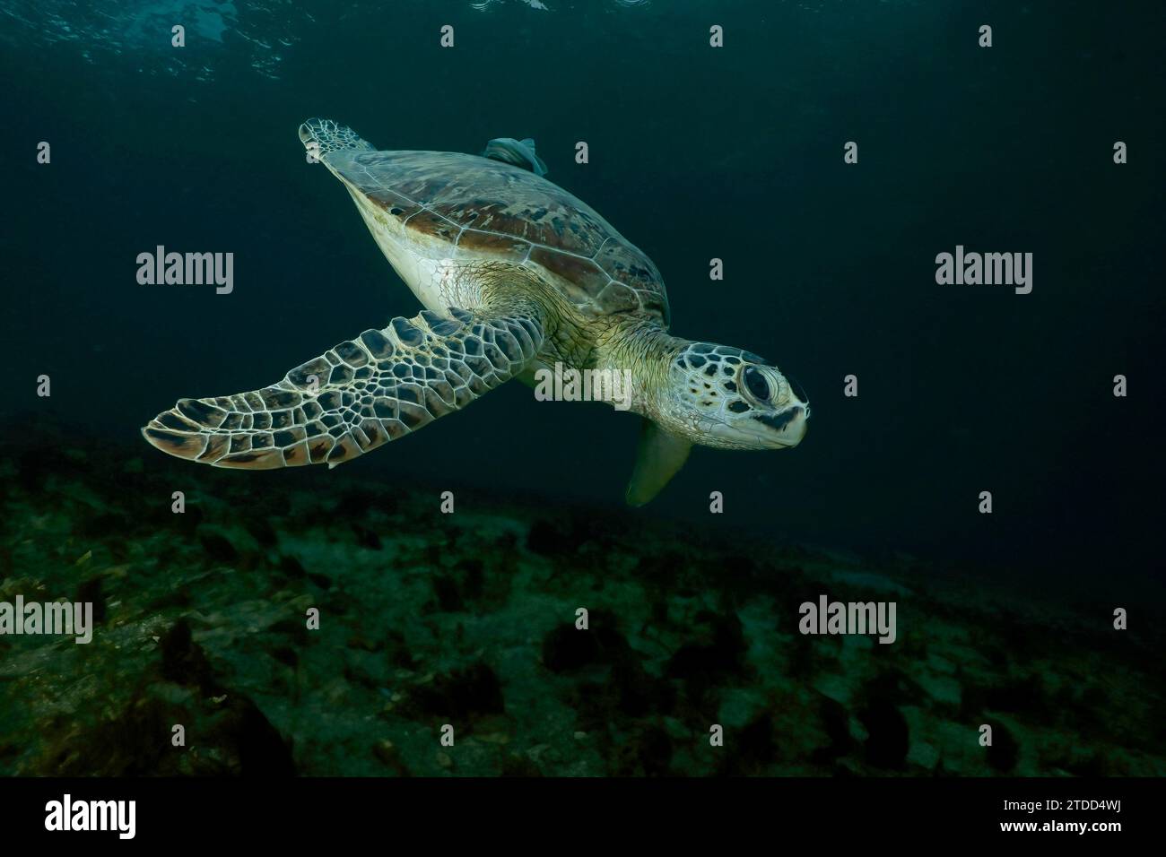 Tortue verte de mer paissant sur des herbiers marins dans le lagon de Mayotte, une rencontre paisible mettant en valeur la biodiversité marine et la beauté naturelle. Banque D'Images