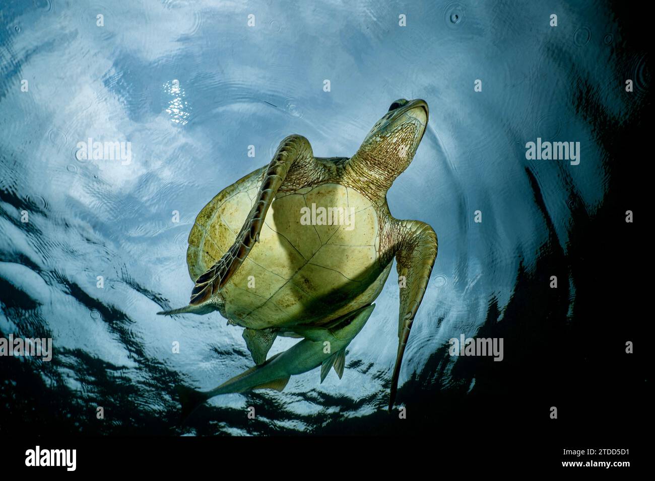 Tortue verte de mer paissant sur des herbiers marins dans le lagon de Mayotte, une rencontre paisible mettant en valeur la biodiversité marine et la beauté naturelle. Banque D'Images