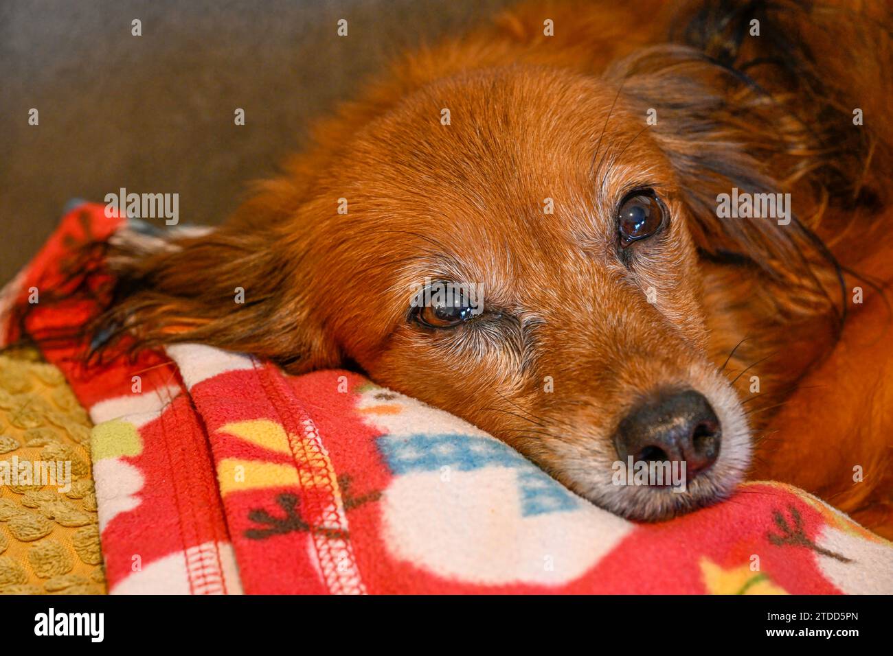 Portrait isolé en gros plan d'un seul petit chien reposant sur une couverture rouge - Israël Banque D'Images