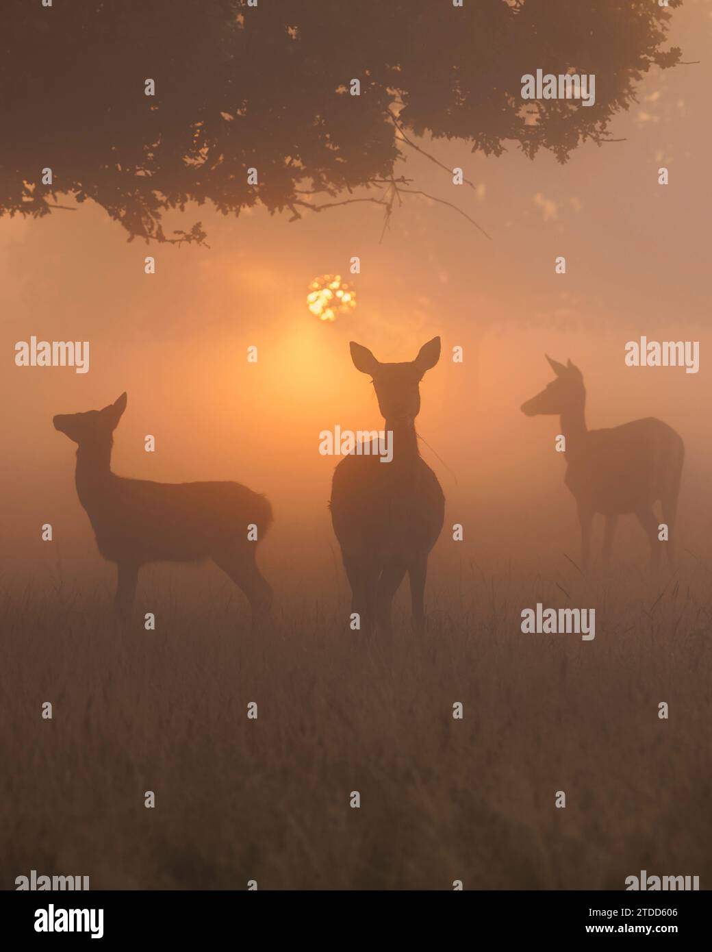 Le photographe a attendu que le soleil franchit l'horizon pour photographier ces trois cerfs debout parmi les anciens chênes. Image ENCHANTERESSE au Royaume-Uni Banque D'Images