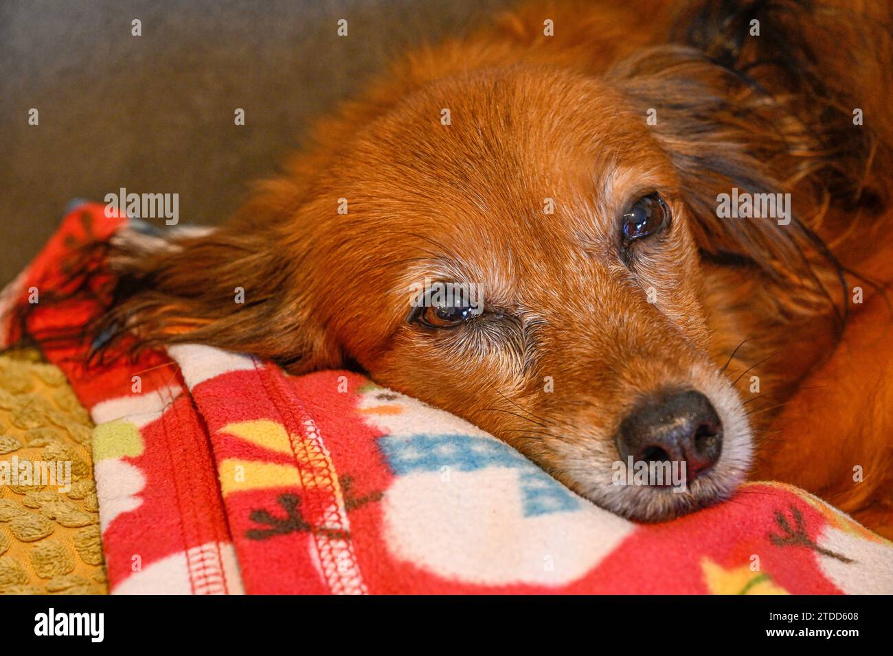 Portrait isolé en gros plan d'un seul petit chien reposant sur une couverture rouge - Israël Banque D'Images