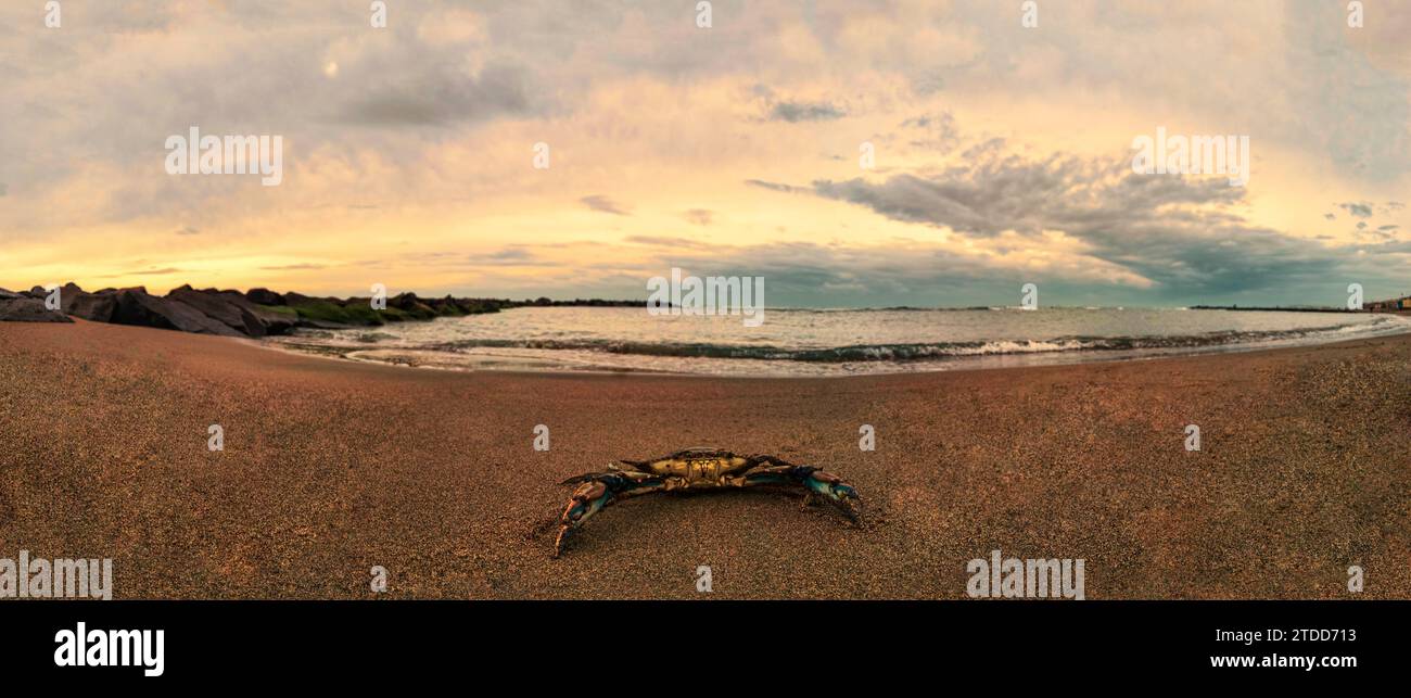 Crabe bleu géant sur la plage dans un coucher de soleil panoramique dans la mise au point sélective. Banque D'Images