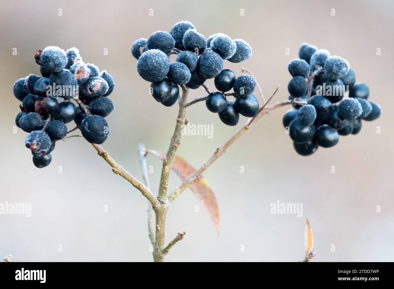 Ligustrum vulgare, baies, Ligustrum en hiver Banque D'Images
