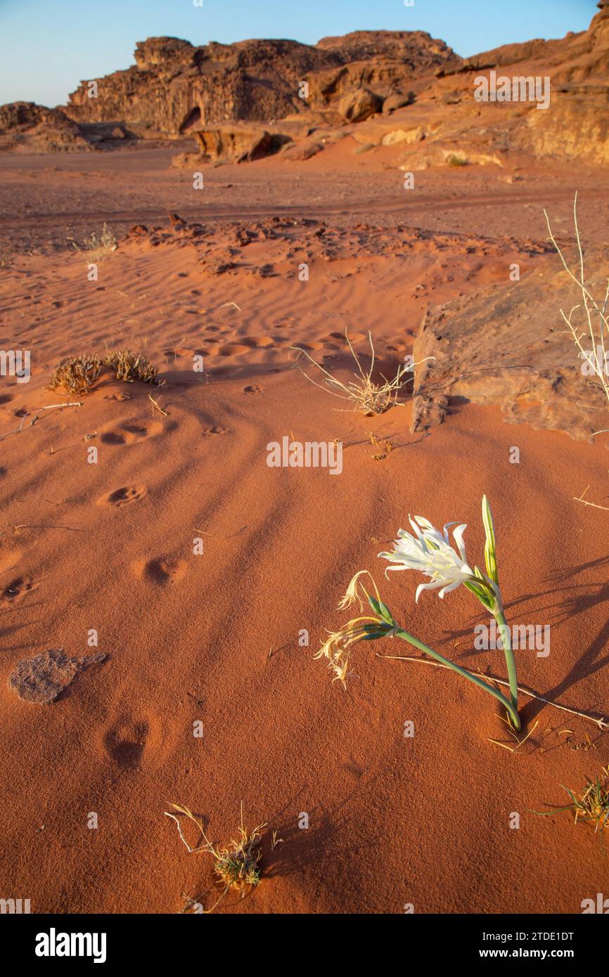 Fleur blanche du désert, poussant sur le sable rouge, Jordanie Banque D'Images