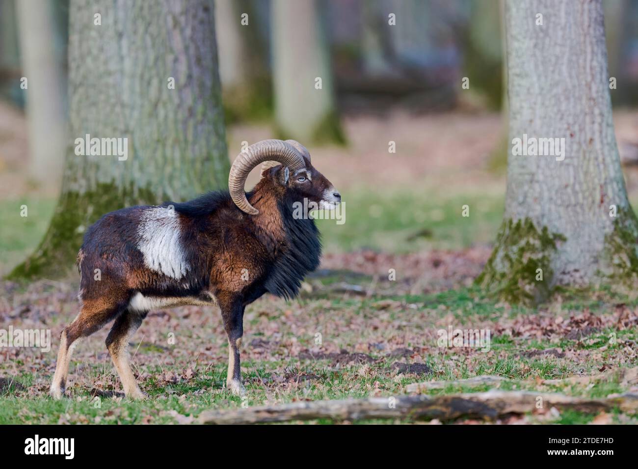 Mufflon Maennchen, Ovis orientalis, mouflon mâle Banque D'Images