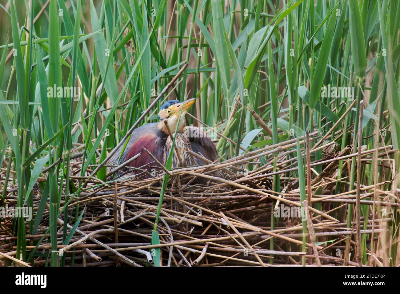 Purpurreiher am Nest,Ardea purpurea,Purple Heron at Nest Banque D'Images