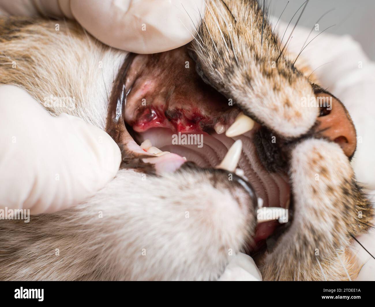 Examen de la cicatrisation des gencives dans la bouche d'un chat le deuxième jour après le retrait des dents pourries et malades. Banque D'Images