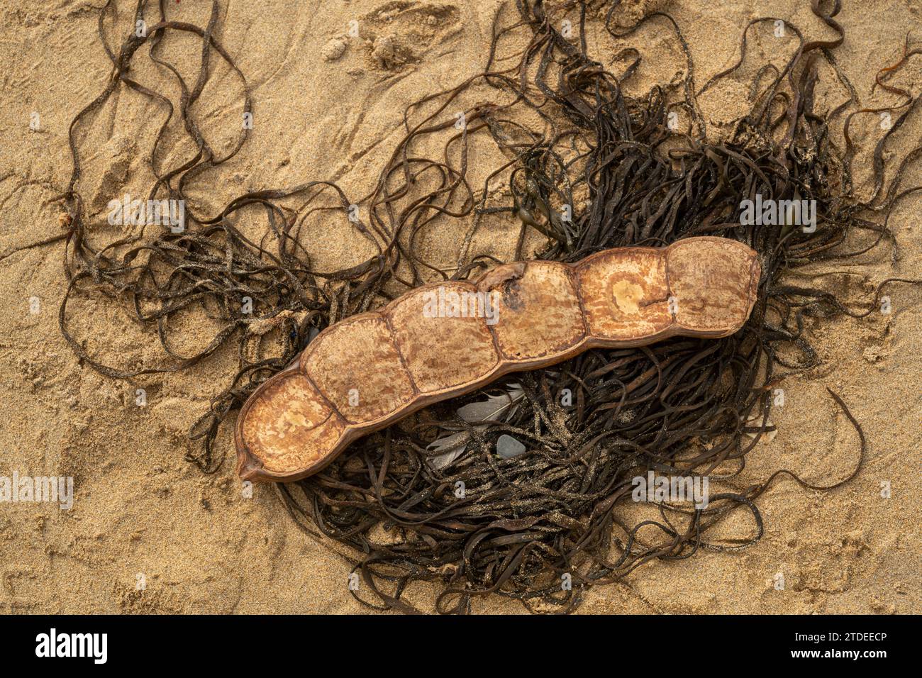 Haricot de mer, ou cœur de mer : Entada sp. Échoués sur la plage. Les gousses de graines récoltées à Bornéo et photographiées sur la plage britannique. Banque D'Images