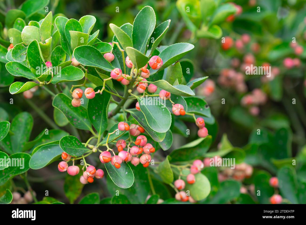 Fruits de l'arbre à broche japonais en hiver, fond naturel de feuilles vertes d'Euonymus japonicus Banque D'Images