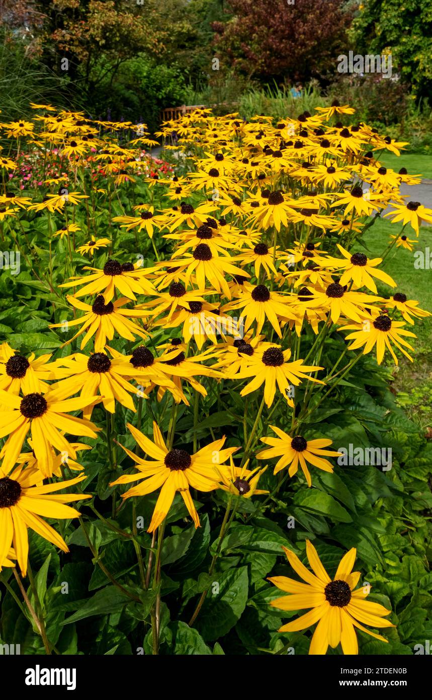 Rudbeckia Rudbeckias à fleurs coniques jaunes de la famille des Astéracées en fleurs dans un parterre d’un jardin de parc en été en Angleterre, Royaume-Uni, Grande-Bretagne Banque D'Images