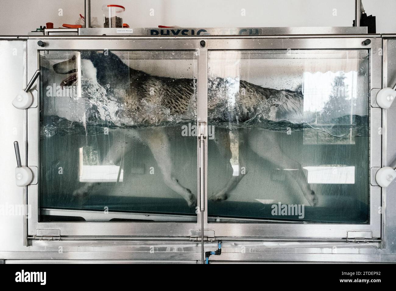 husky sibérien en hydrothérapie Banque D'Images