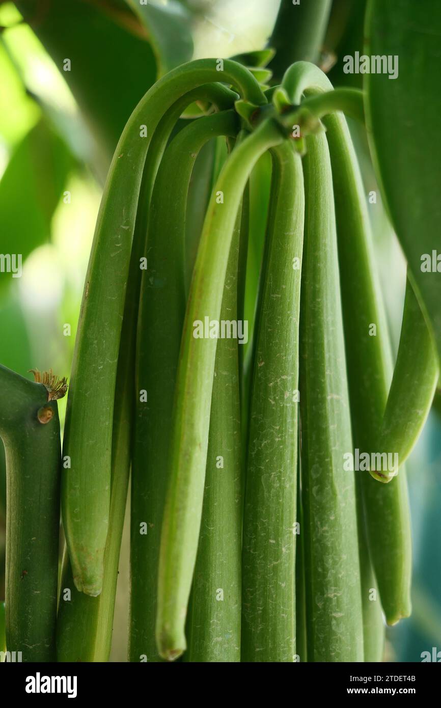 Plantes de gousse de vanille en fond de nature. Banque D'Images