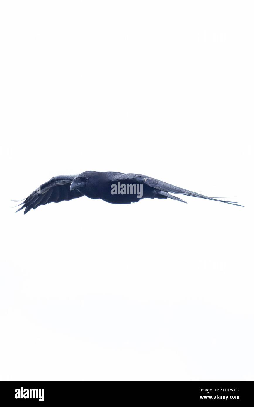 Northern Raven (Corvus corax) volant Cornwall le 2023 août Banque D'Images