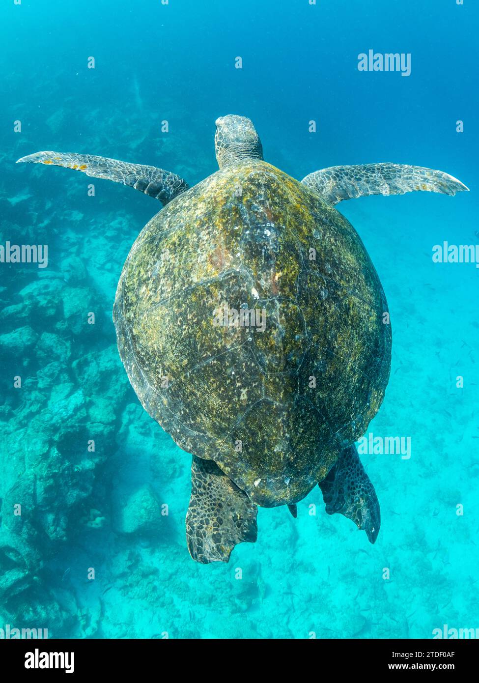 Tortue de mer verte adulte (Chelonia mydas), surfant pour l'air près de l'île Fernandina, îles Galapagos, site du patrimoine mondial de l'UNESCO, Équateur, Amérique du Sud Banque D'Images