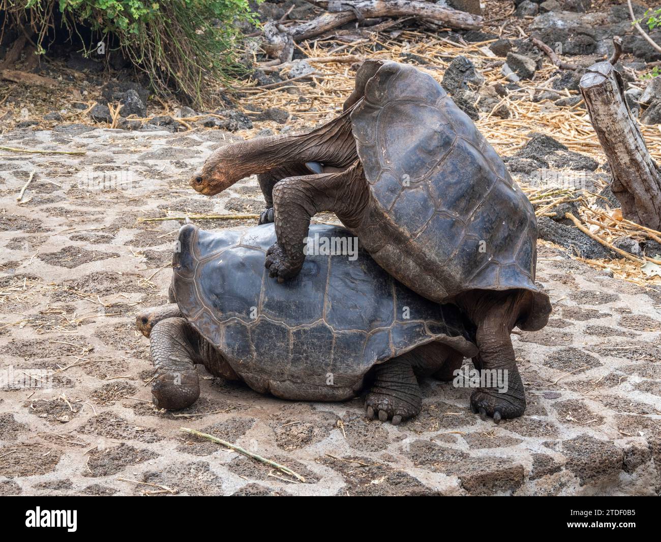 Tortues géantes captives des Galapagos (Chelonoidis spp), station de recherche Charles Darwin, île Santa Cruz, îles Galapagos, site du patrimoine mondial de l'UNESCO Banque D'Images