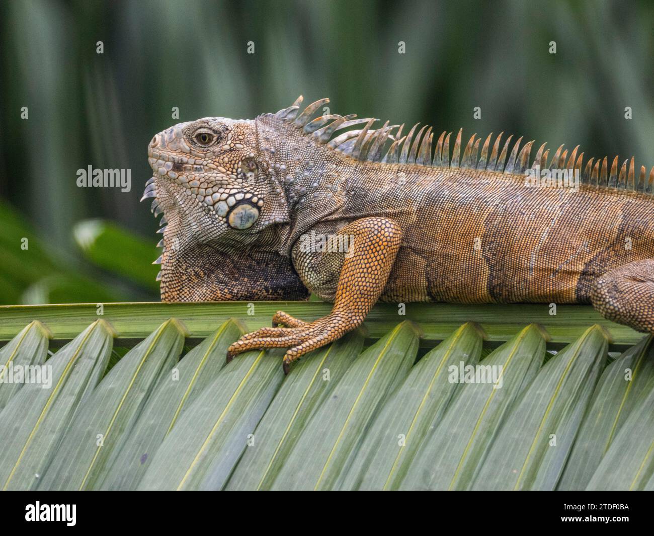 Un mâle adulte Iguana vert (Iguana iguana), se prélasser au soleil à l'aéroport de Guayaquil, Équateur, Amérique du Sud Banque D'Images