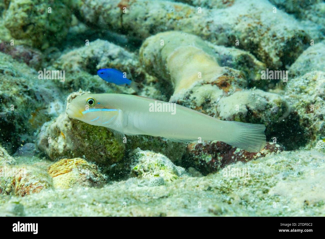 Un gobie bluestreak adulte (Valenciennea strigata), sur le récif au large de l'île de Kri, Raja Ampat, Indonésie, Asie du Sud-est Banque D'Images