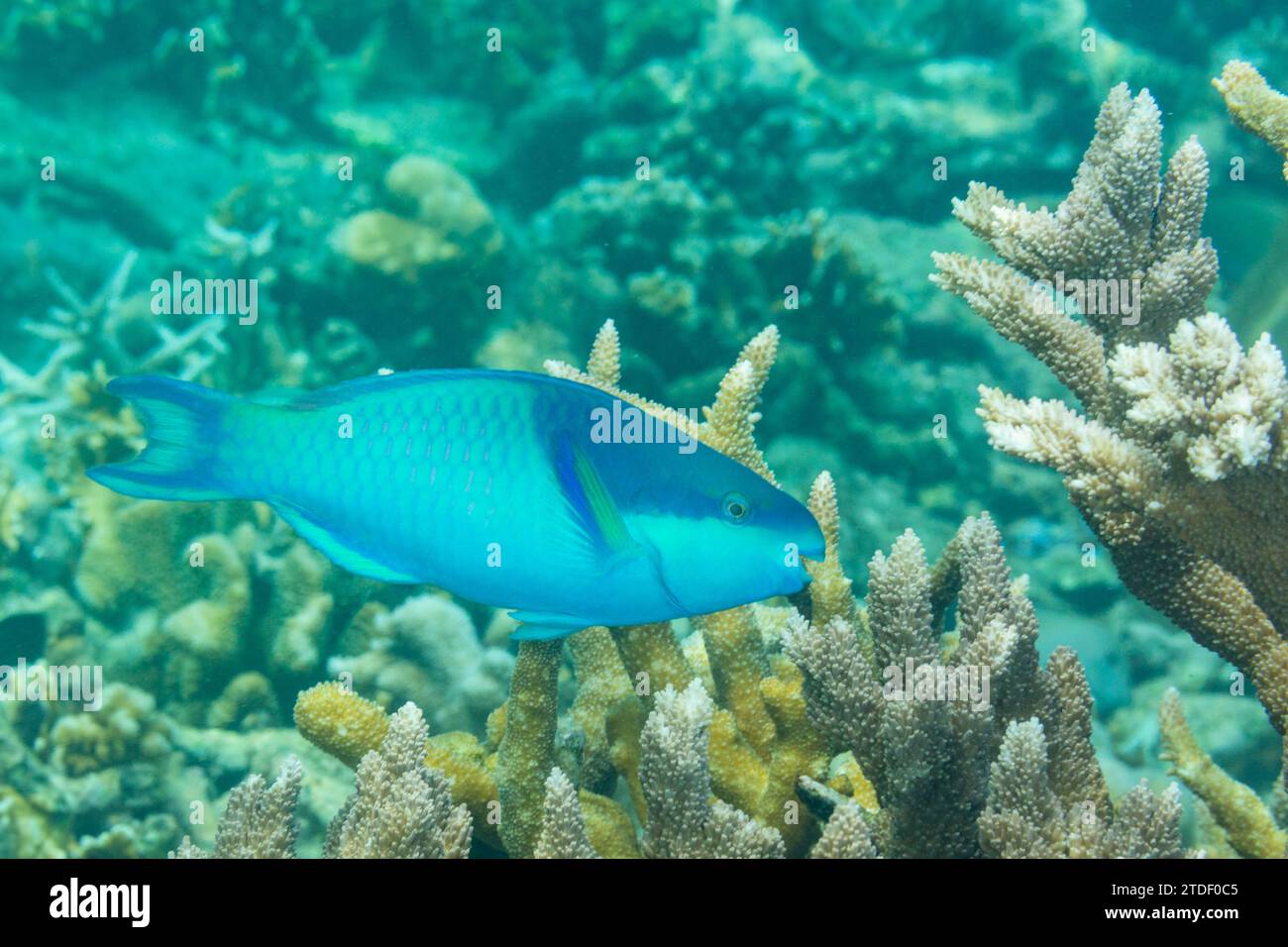 Poisson-perroquet adulte à calotte noire (Scarus oviceps), au large du récif sur l'île Kawe, Raja Ampat, Indonésie, Asie du Sud-est Banque D'Images