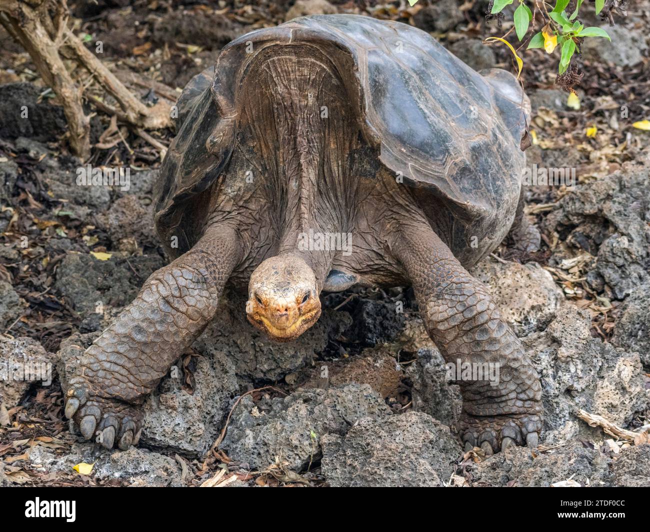 Tortue géante captive des Galapagos (Chelonoidis spp), station de recherche Charles Darwin, île Santa Cruz, îles Galapagos, site du patrimoine mondial de l'UNESCO Banque D'Images