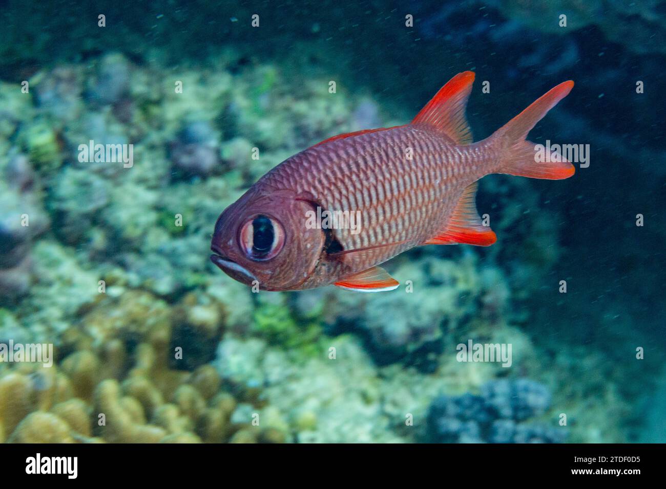 Un poisson-soldat adulte (Myripristis spp), au large du récif sur l'île Kawe, Raja Ampat, Indonésie, Asie du Sud-est Banque D'Images