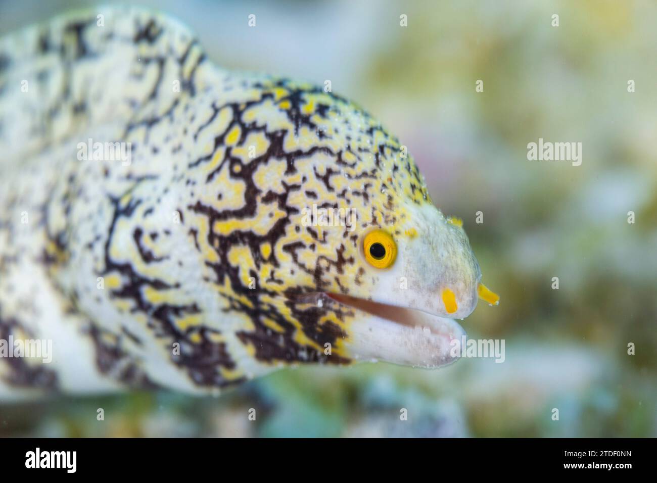 Une morue de flocons de neige adulte (Echidna nebulosa), sur le récif au large de Port Airboret, Raja Ampat, Indonésie, Asie du Sud-est Banque D'Images