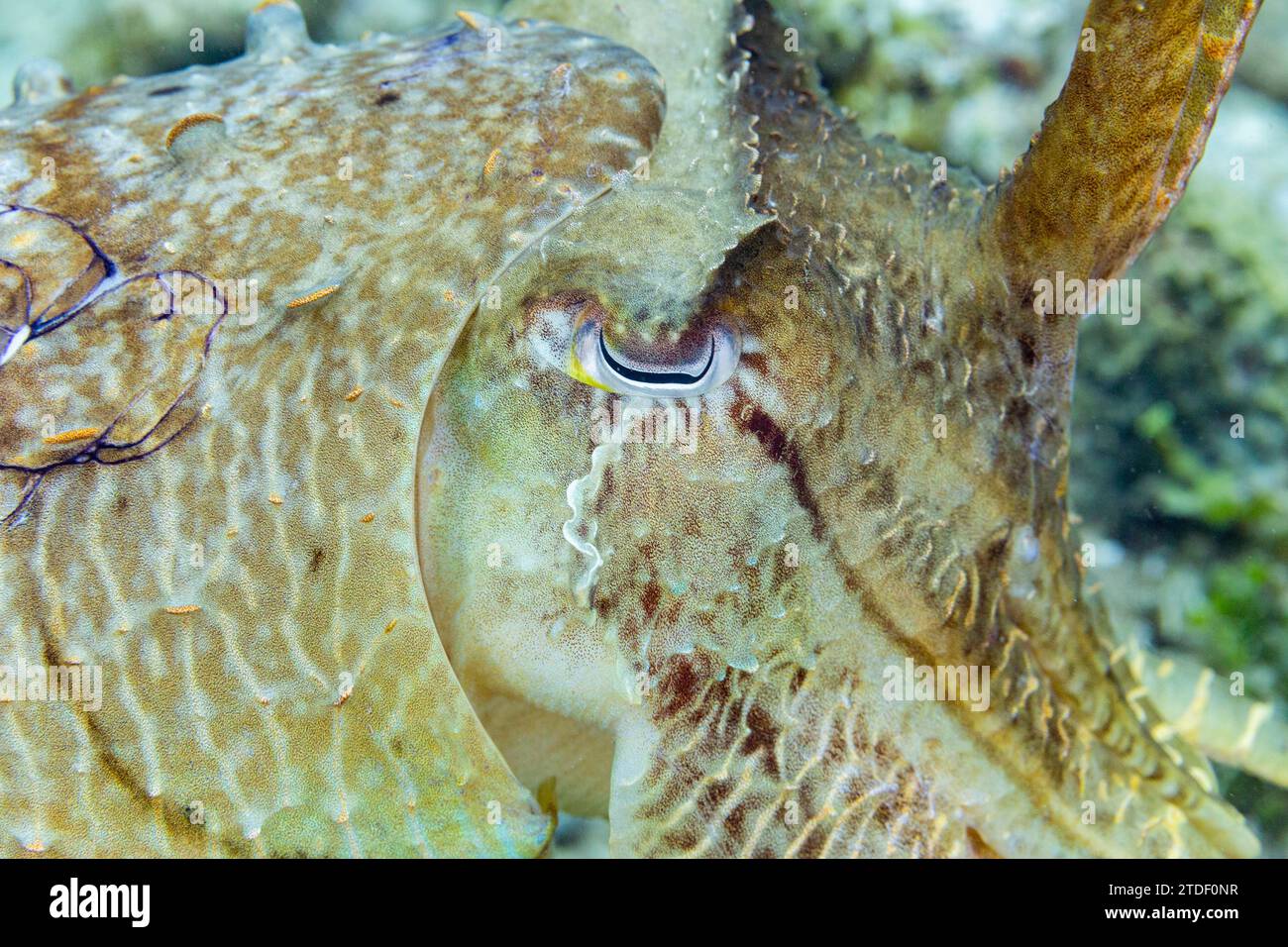 Sepia latimanus (Sepia latimanus), au large du récif sur l'île de Bangka, près de Manado, Indonésie, Asie du Sud-est Banque D'Images