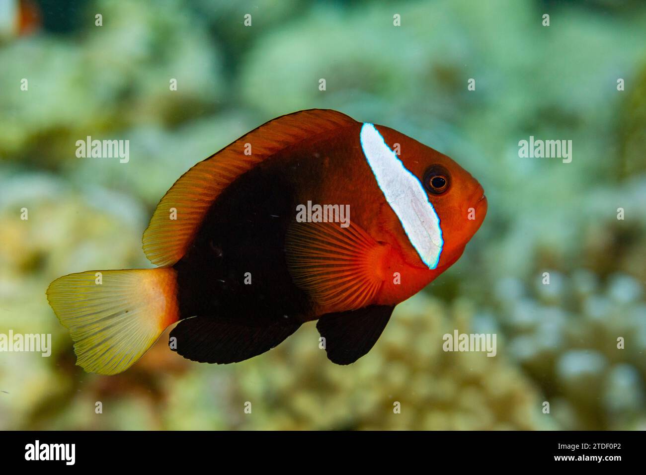 Anémonefish à dos noir adulte (Amphiprion melanopus), nageant sur le récif au large de l'île Bangka, Indonésie, Asie du Sud-est Banque D'Images