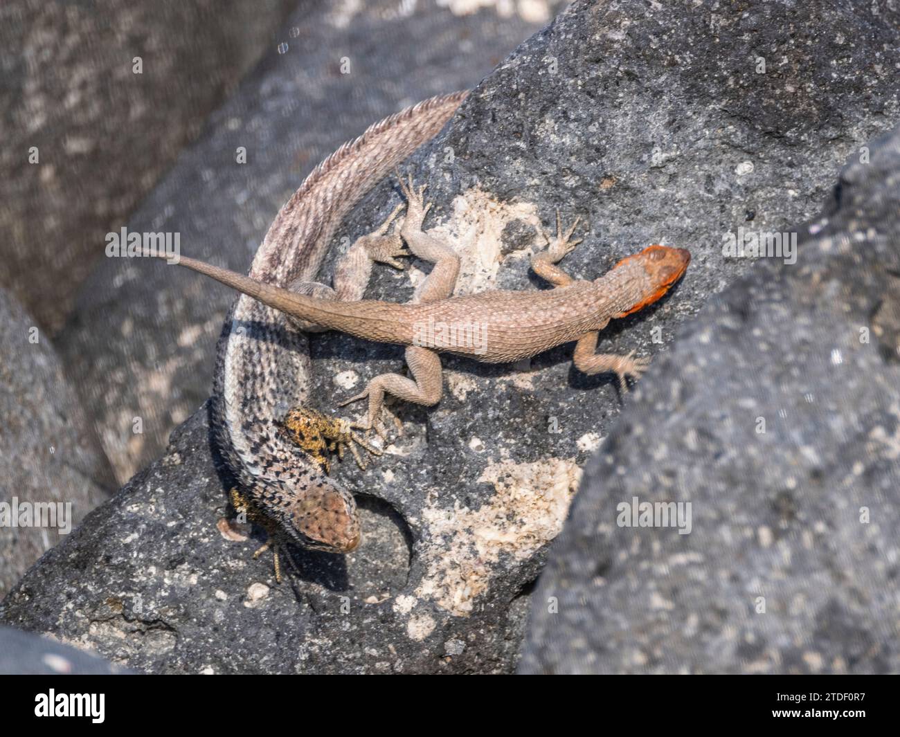 Le lézard de lave des Galapagos (Microlophus albemarlensis) se couple en cour sur l'île Seymour du Nord, îles Galapagos, site du patrimoine mondial de l'UNESCO, Équateur Banque D'Images