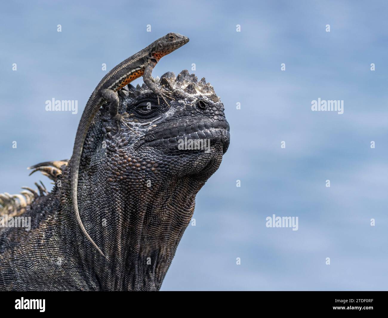 Iguane marin des Galapagos (Amblyrhynchus cristatus), lézard de lave des Galapagos (Microlophus albemarlensis), îles Galapagos, site du patrimoine mondial de l'UNESCO Banque D'Images