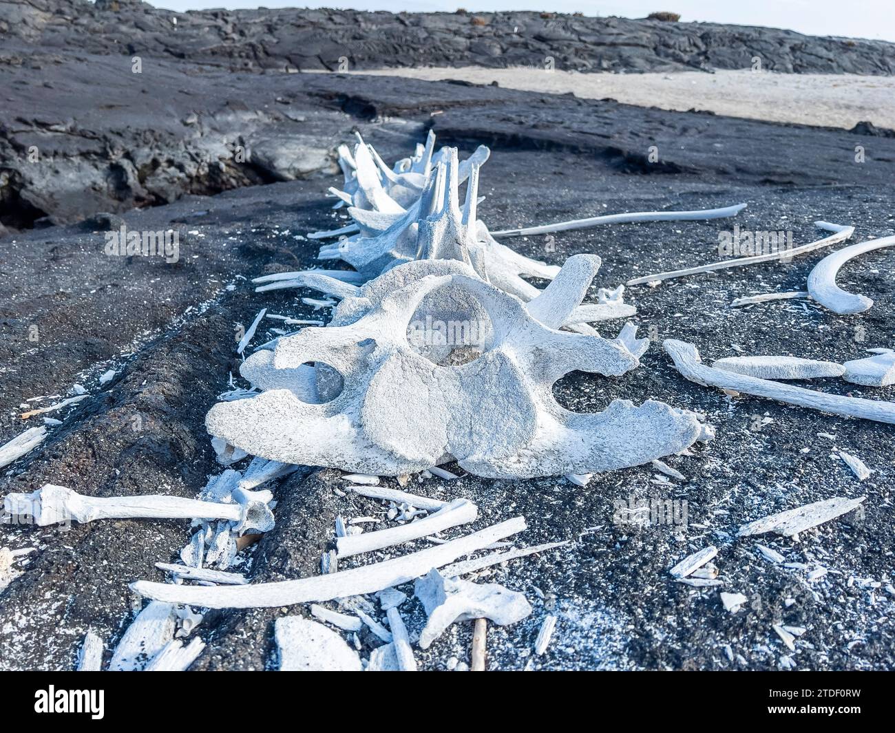 Squelette d'une baleine de Bryde (Balaenoptera brydei) dans la lave sur l'île Fernandina, îles Galapagos, site du patrimoine mondial de l'UNESCO, Équateur Banque D'Images