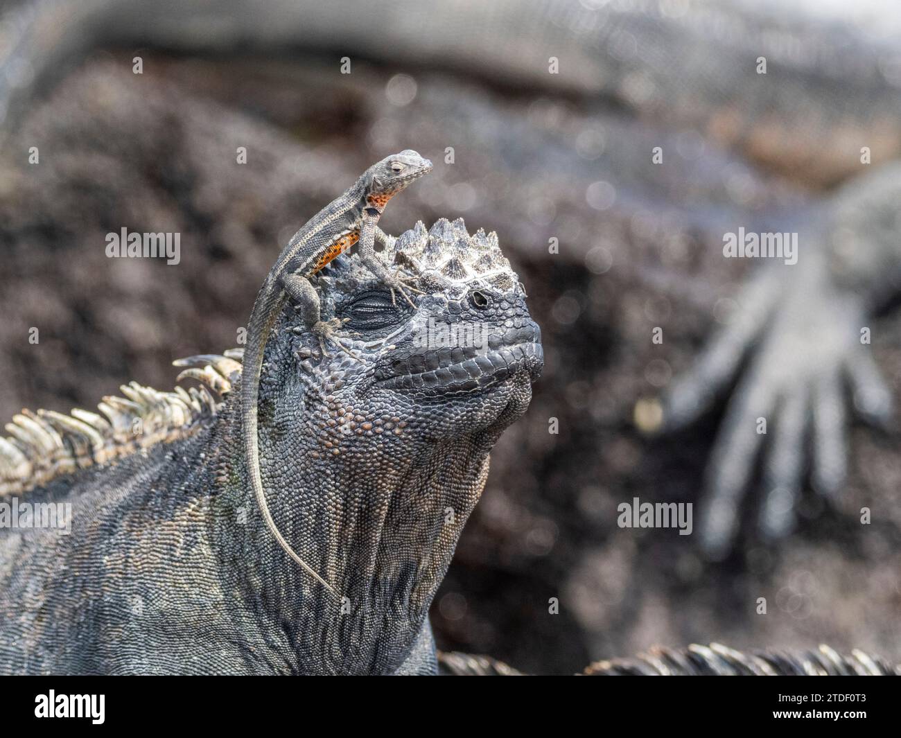 Iguane marin des Galapagos (Amblyrhynchus cristatus), lézard de lave des Galapagos (Microlophus albemarlensis), îles Galapagos, site du patrimoine mondial de l'UNESCO Banque D'Images