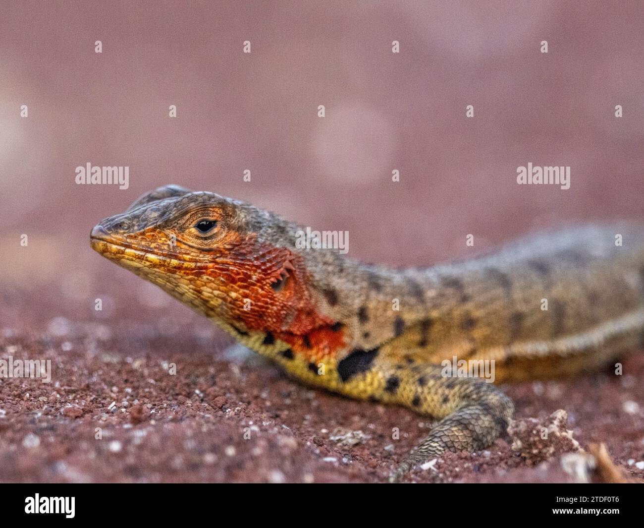 Lézard de lave des Galapagos femelle adulte (Microlophus albemarlensis), sur l'île Rabida, îles Galapagos, site du patrimoine mondial de l'UNESCO, Équateur Banque D'Images