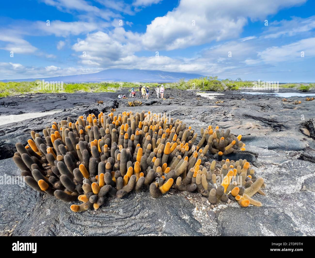 Cactus de lave (Brachycereus nesioticus), dans un champ de lave pahoehoe sur l'île Fernandina, îles Galapagos, site du patrimoine mondial de l'UNESCO, Équateur Banque D'Images